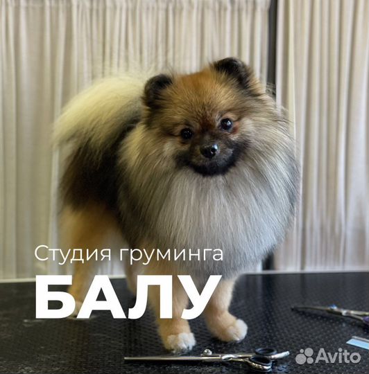 Стрижка собак Лазаревское Груминг