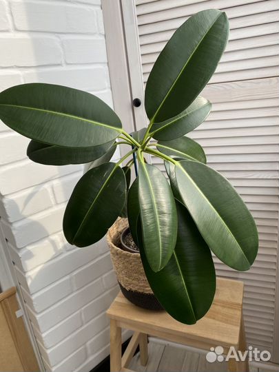 Комнатные цветы большие