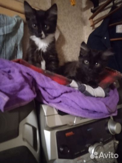 Зимние Котята