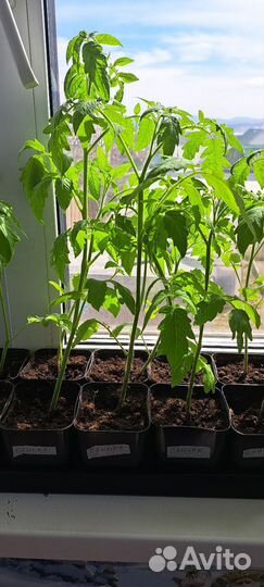 Рассада помидор