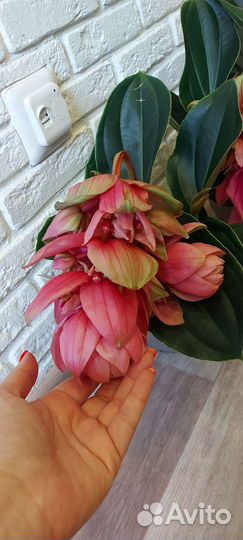 Нолина,мединилла, монстера