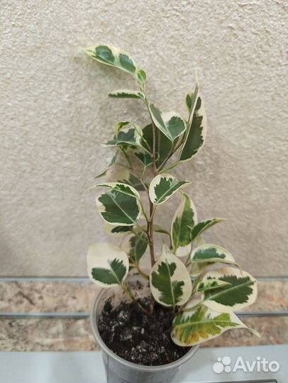 Фикус бенджамина Твилайт