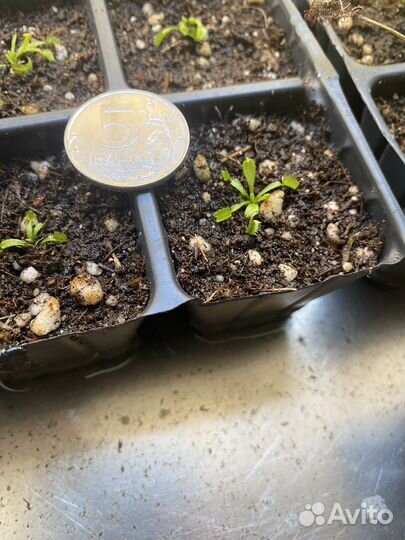 Венерина мухоловка