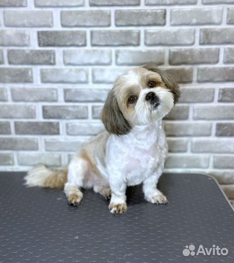 Стрижка собак