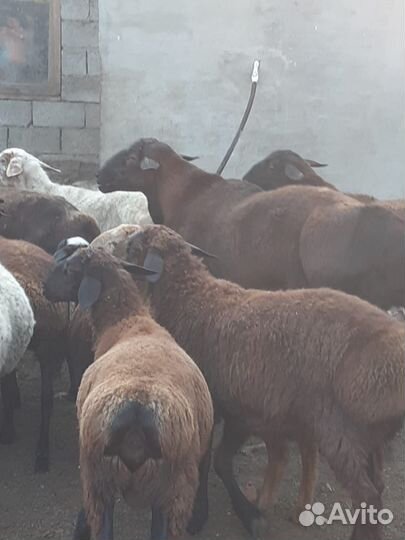 Курдючные бараны овцы