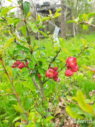 Туя Брабант