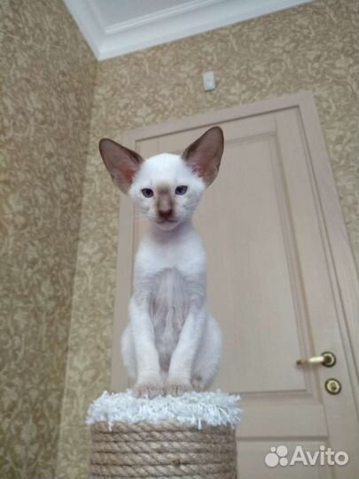 Ориентальные котята