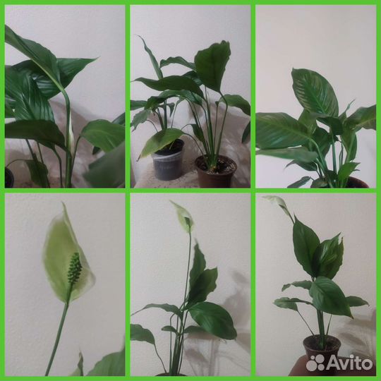 Цветы комнатные.Продажа, обмен