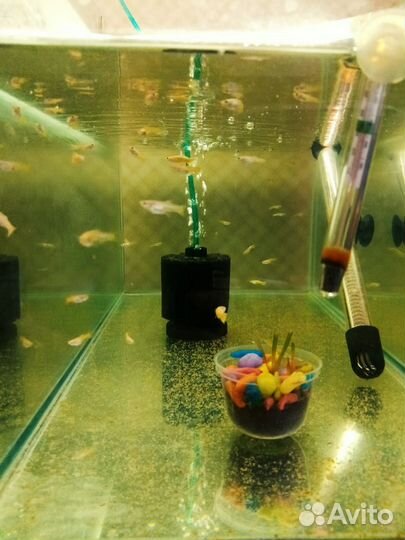 Аквариумные рыбки