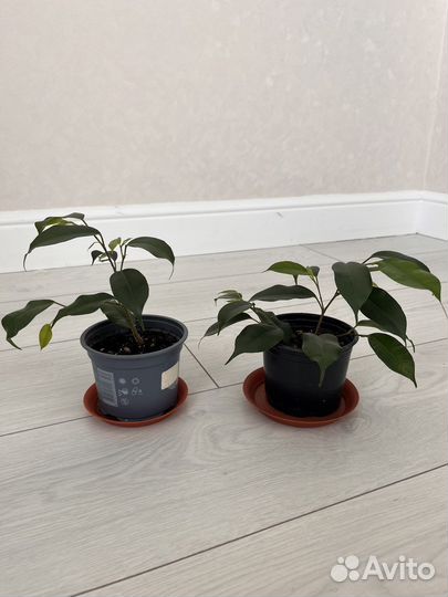 Фикус бенджамина