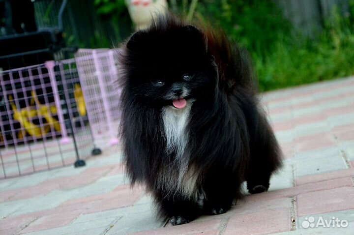 Шикарный мальчик мини