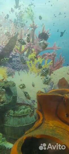 Рыбка сапфировый попугай