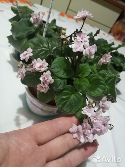 Сенполия спящая красавица