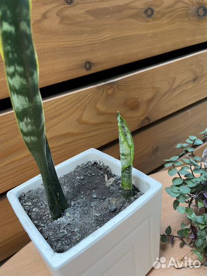 Сансевиерия Лауренти