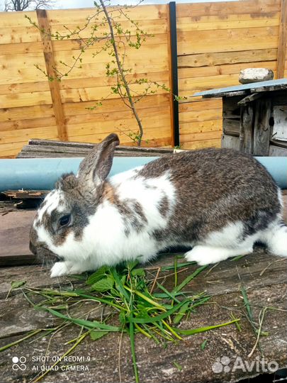 Кролики. Самцы для дальнейшего разведения
