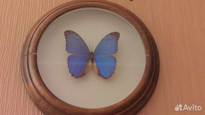 Коллекционные бабочки
