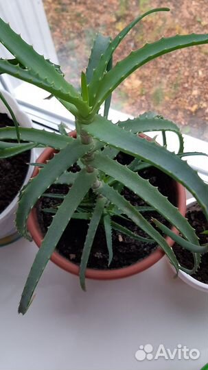 Алоэ столетник лечебный