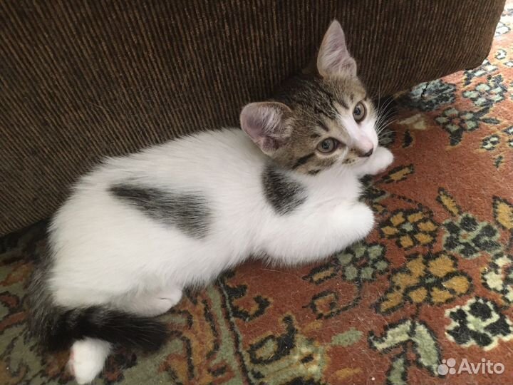 Котята