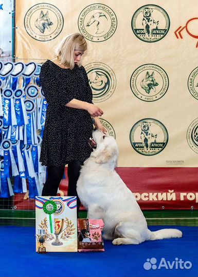 Золотистый ретривер вязка