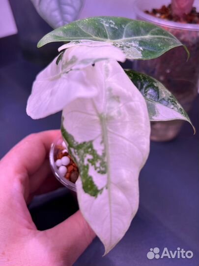 Алоказия пинк дракон альбо вариегатная подростки