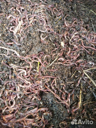 Черви для рыбалки