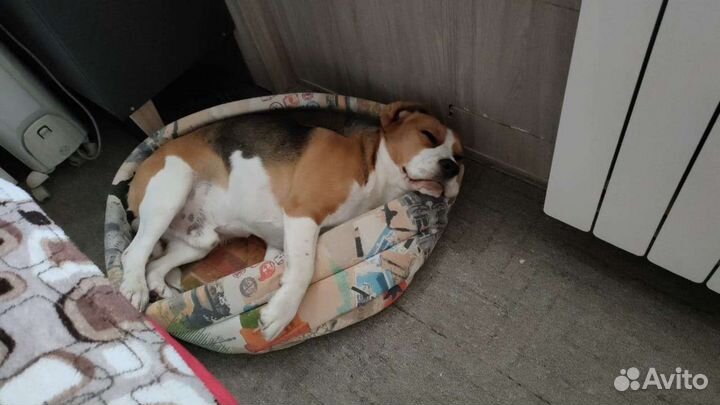 Вязка кобель бигль