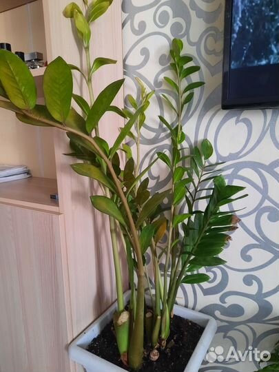 Комнатные цветы