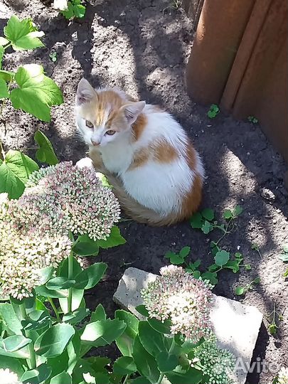 Котенка в добрые руки бесплатно