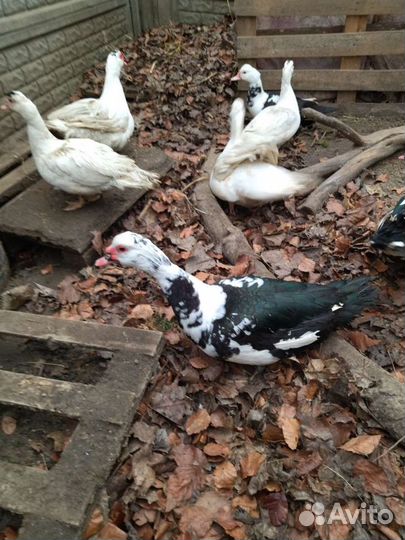 Мускусные утки