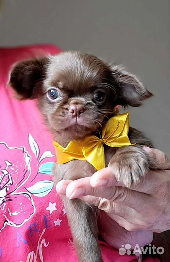 Шоколадный крутой малыш