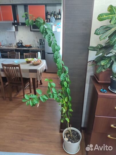 Саженцы мандарина