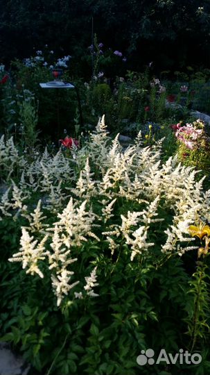 Продам Цветы