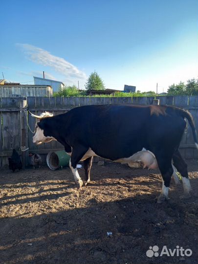 Стельная молочная корова