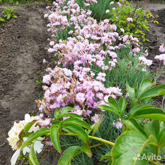 Рассада цветов