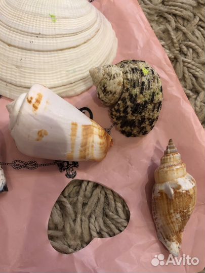 Ракушки морские