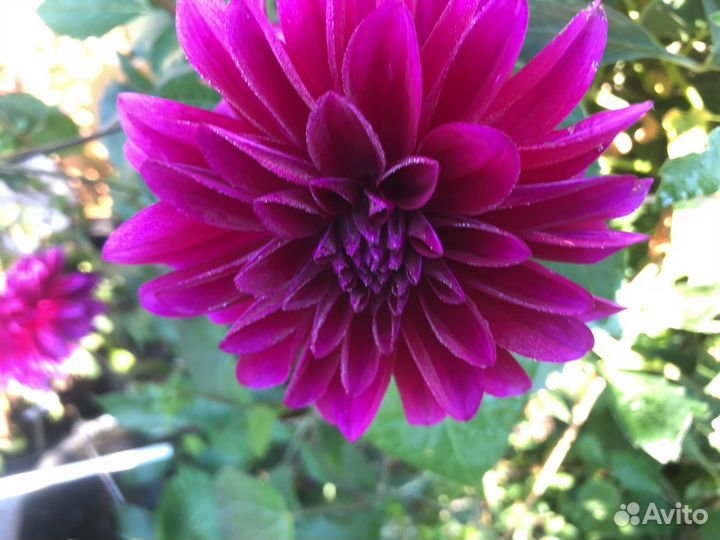 Хризантемы