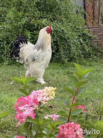 Петушок брама колумбийский