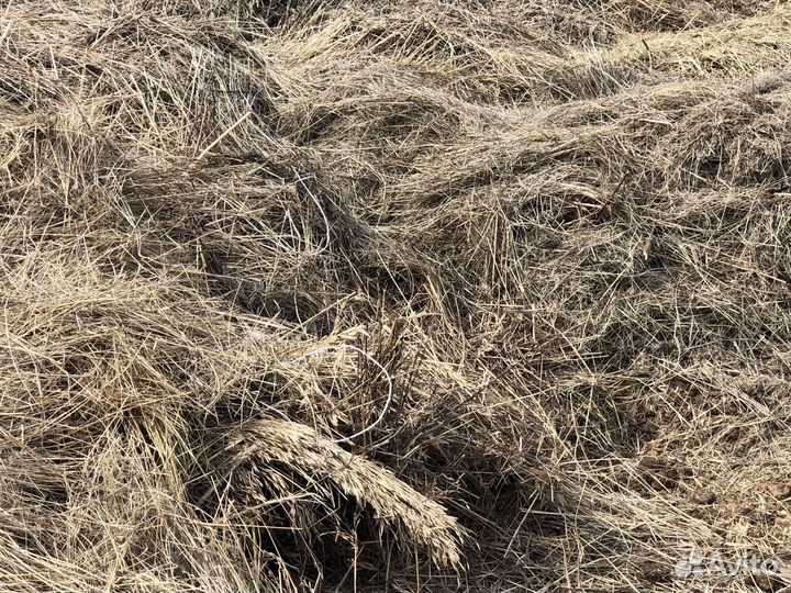 Продам сено