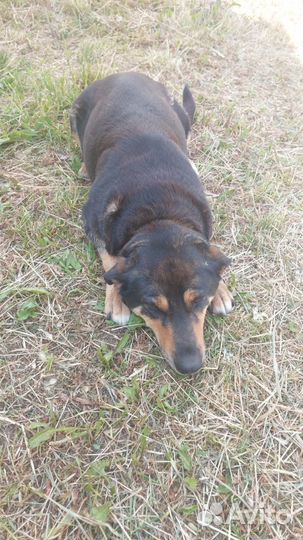 Прекрасная собака Маня ищет дом