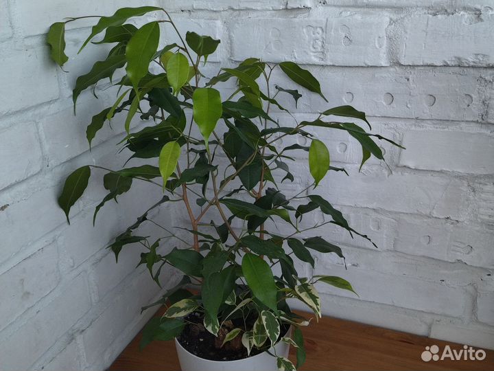 Фикус бенджамина