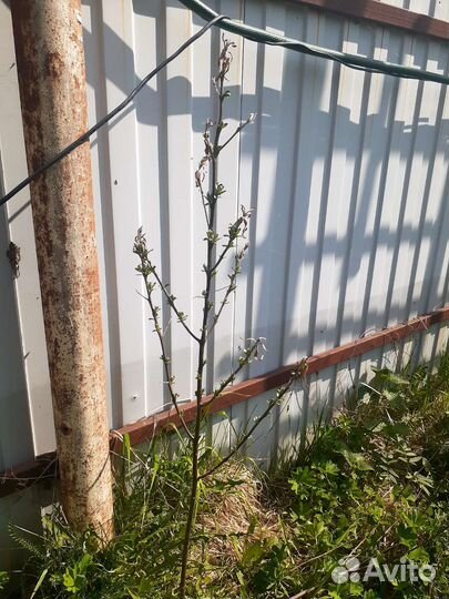 Облепиха, вишня, шиповник