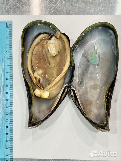 Мидии Грея Гигант