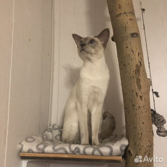 Вязка ориентал