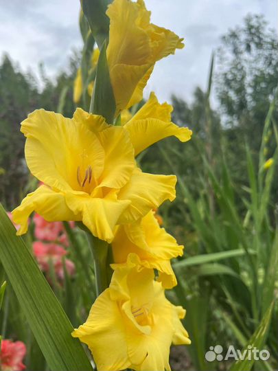 Цветы букет гладиолусы юбилей