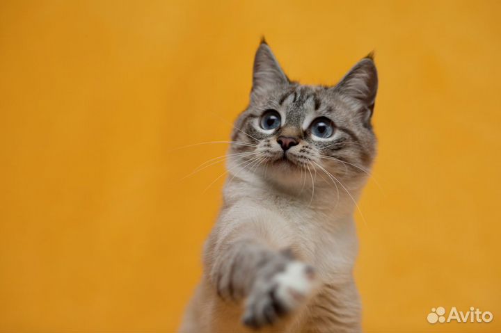 Молодая кошечка Амели