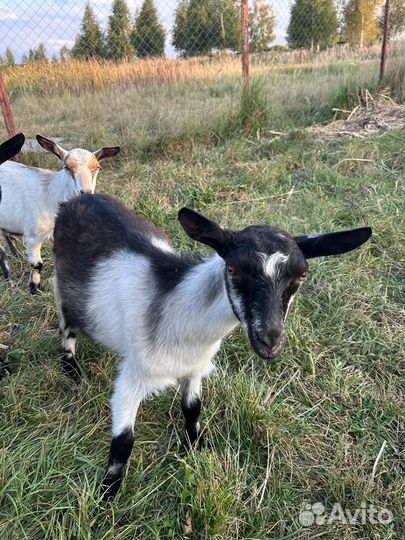 Козлята