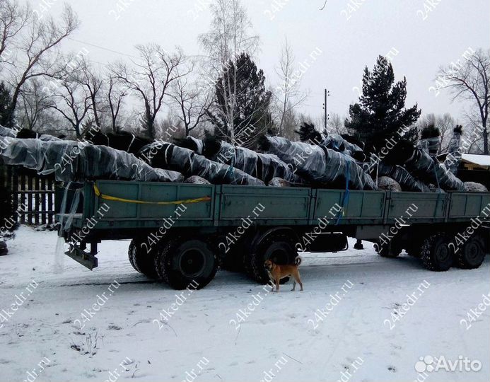 Дерево кедра