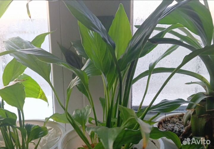 Гиппиаструм, спатифиллум Шопен