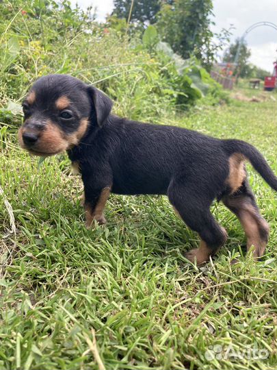 Щеночки ищут дом