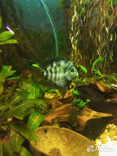 Попугай сапфировый